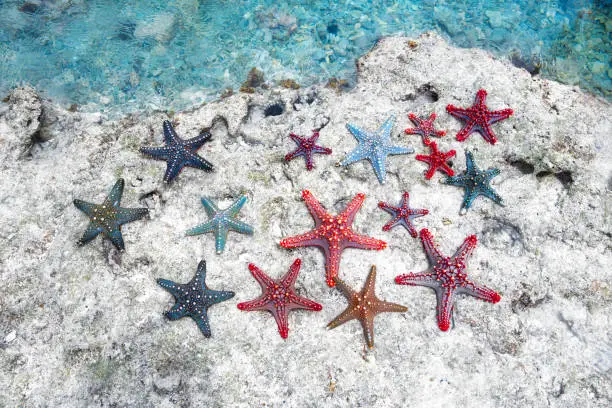 What do you dream about Starfish?