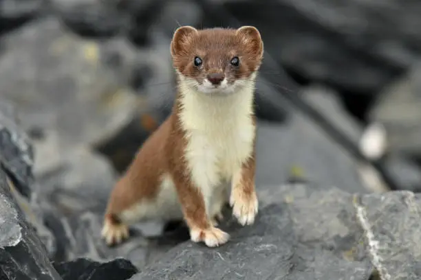 What do you dream about Stoat?