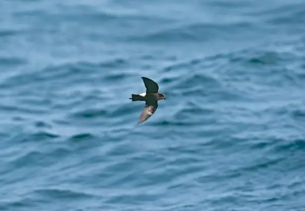 What do you dream about Stormpetrel?