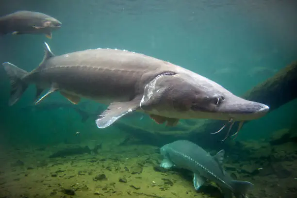 What do you dream about Sturgeon?