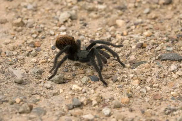 What do you dream about Tarantula?