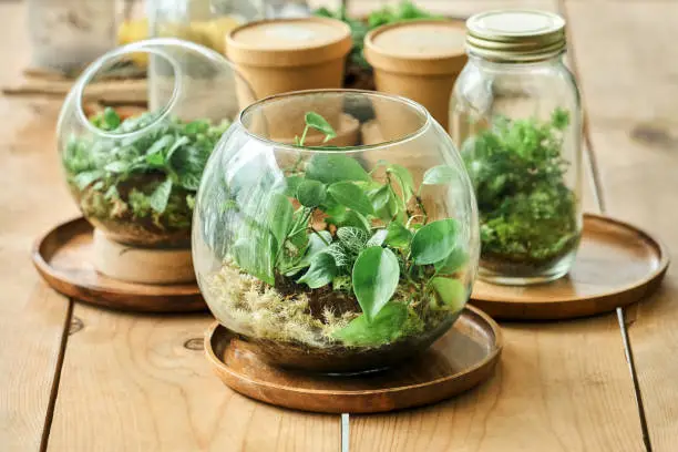 What do you dream about Terrarium?