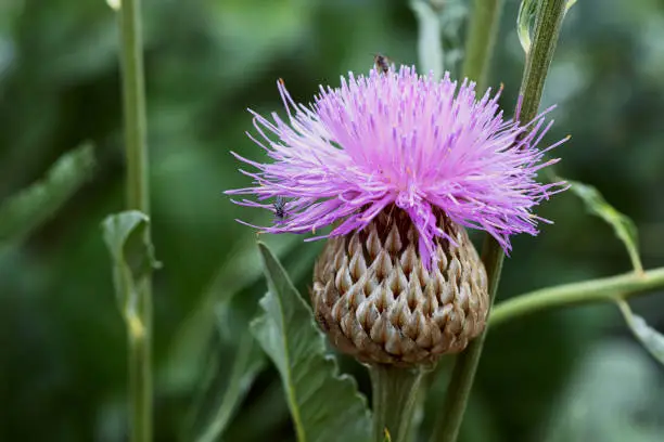 What do you dream about Thistle?