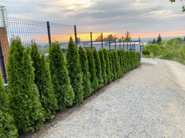 What do you dream about Thuja?