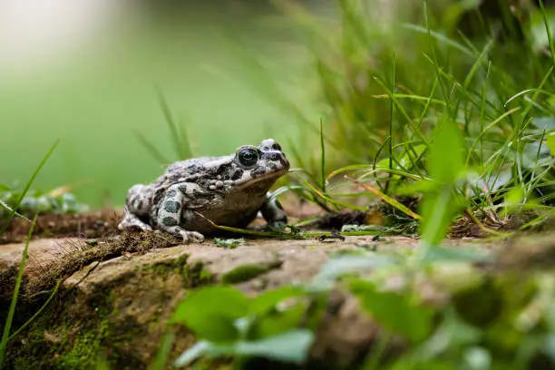 What do you dream about Toad?