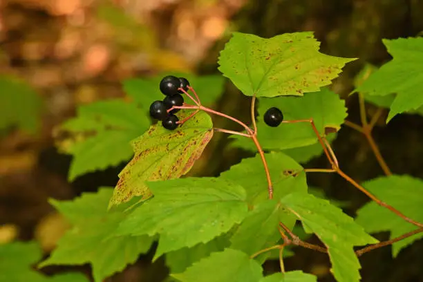 What do you dream about Viburnum?