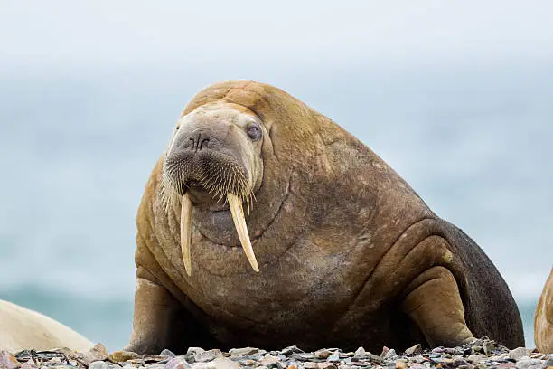 What do you dream about Walrus?