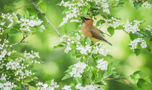 What do you dream about Waxwing?