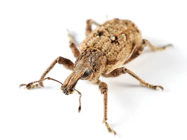 What do you dream about Weevil?