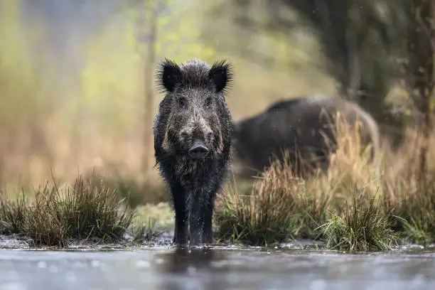 What do you dream about Wildboar?