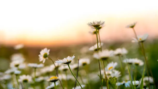 What do you dream about Wildflowers?