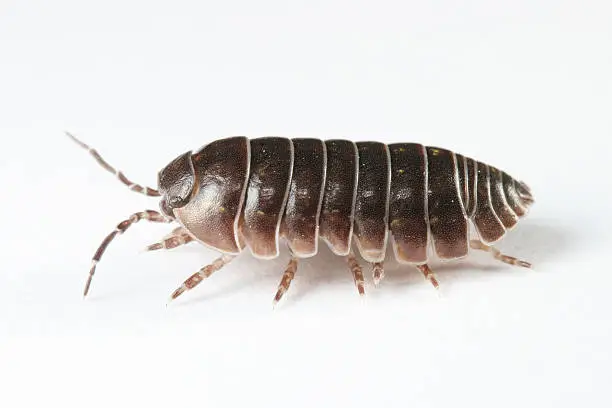 What do you dream about Woodlice?