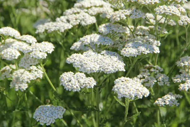 What do you dream about Yarrow?