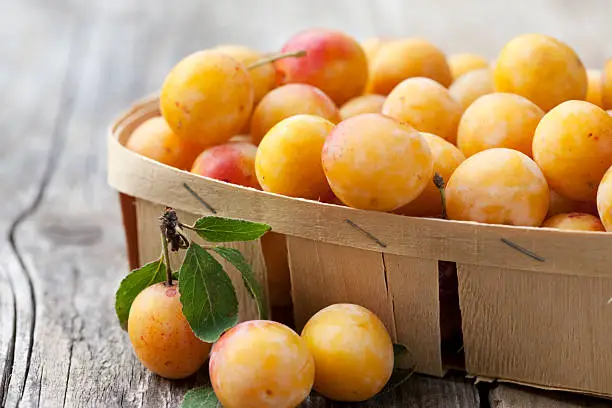 What do you dream about Yellowplums?